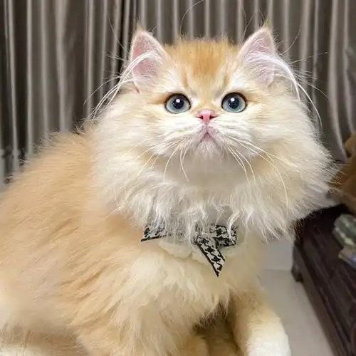 金渐层英长金渐层英国长毛猫