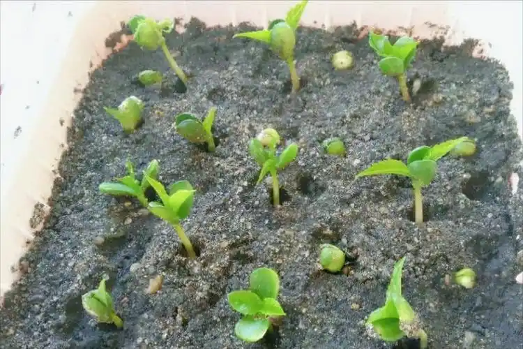 车厘子种子怎样处理才能发芽?分解操作步骤,教你育苗成功