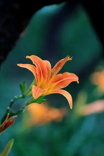 【萱草花语摄影图片】小区绿地生态摄影_风无极的摄影