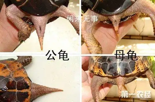 乌龟怎么分公母?