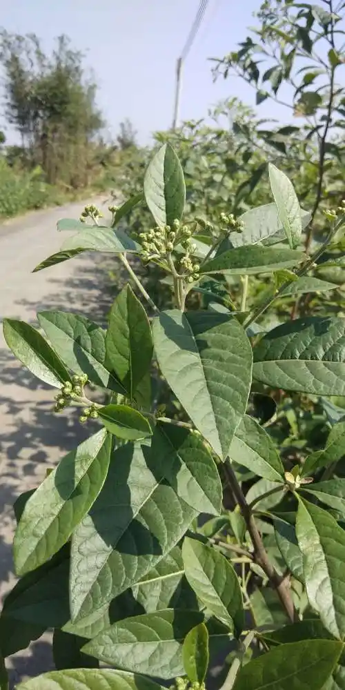 正宗南非叶苗树苗种苗树枝易活种植盆栽包邮四季花卉清热凉茶植物--爱