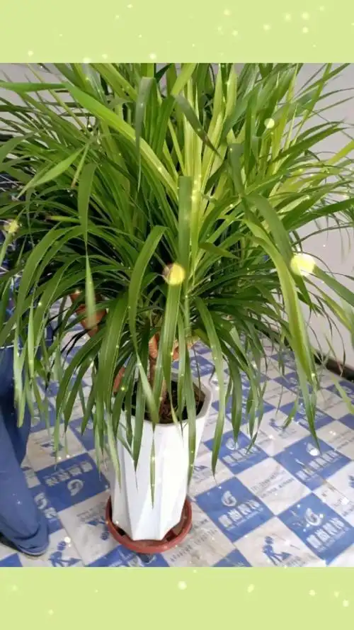 青云直上200元~幸福之花100元