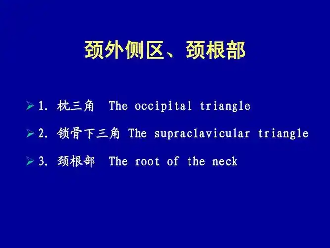 颈外侧区颈根部解剖