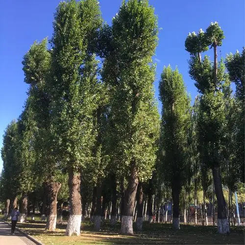 拔地而起的白杨树,英姿飒爽.