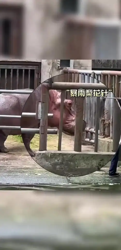 饲养员给河马打针治病,河马委屈得像个800斤的孩子,转头求安慰!