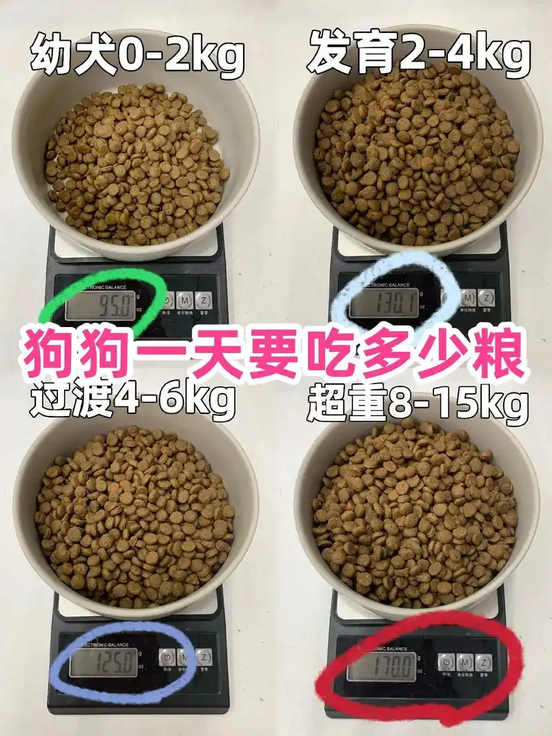 新手养狗|狗一天要吃多少狗粮(附食量表)一天所需的狗粮分享如 - 抖音
