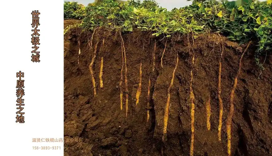 温县铁棍山药源自中国河南省温县的天然珍品因其营养价值和健康益处而