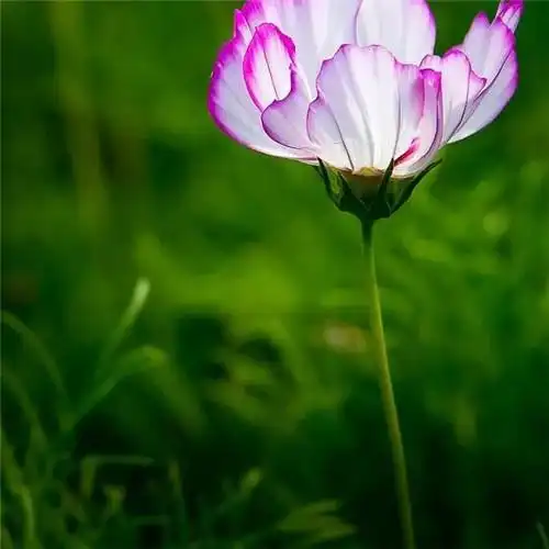 最美格桑花头像图片