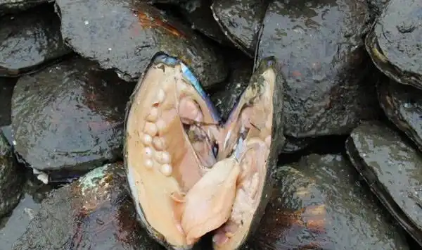 河蚌吃什么?对水质有什么要求?河蚌人工养殖常见方法