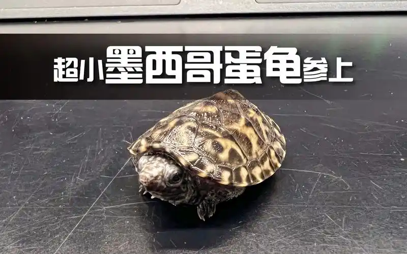 小baby墨西哥蛋龟到货开箱超小超萌超可爱这才是猛男该养的