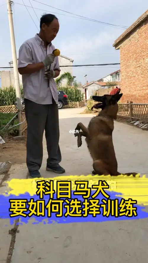 科目马犬该怎么选择训练