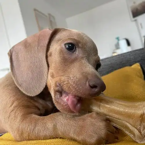 小狗狗啃大骨头