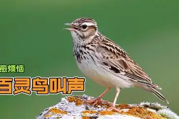 百灵鸟叫声_百度视频搜索