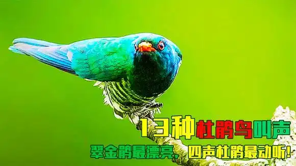 杜鹃鸟叫声大全:13种杜鹃鸟叫声,清晰响亮,解开童年的困惑!
