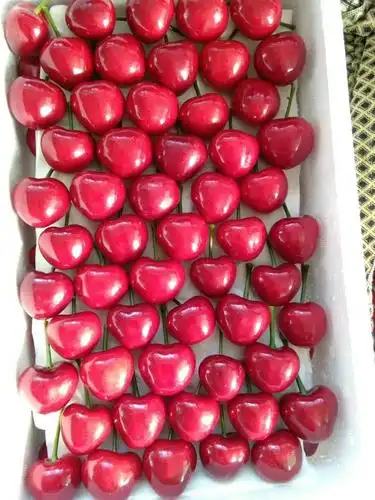 大连樱桃【梅枣】全国顺风包邮,甜度口感没的说,武汉除外!