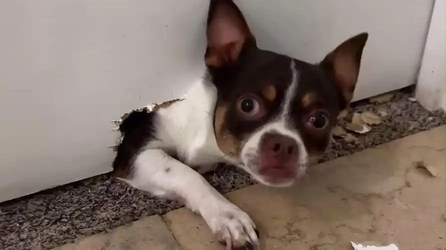 这只吉娃娃够纯吗?