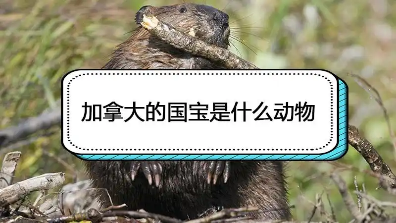 加拿大的国宝是什么动物