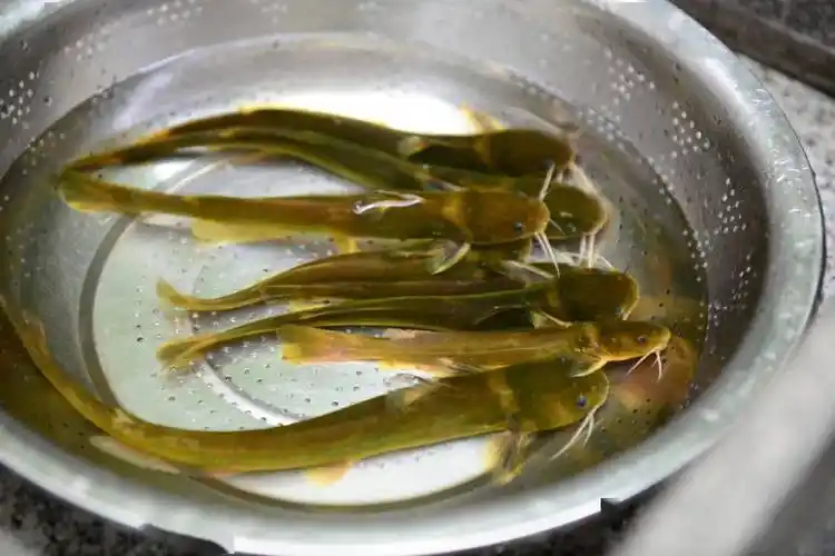 中国江鲜食材大全_河豚_长江_养殖