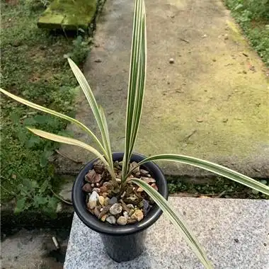 建兰白马王子 - 中国兰花交易网