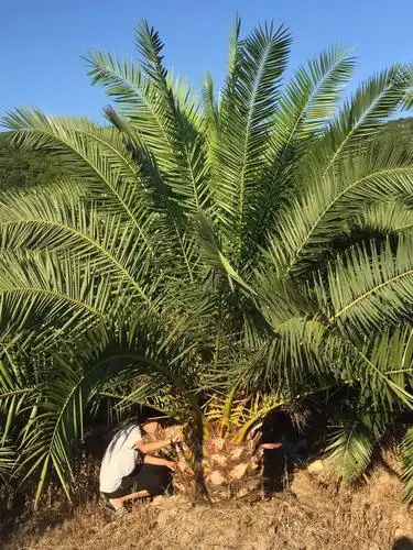 加拿利海枣作为一种热带景观树,是喜高温,多湿环境的物种,主要分布在