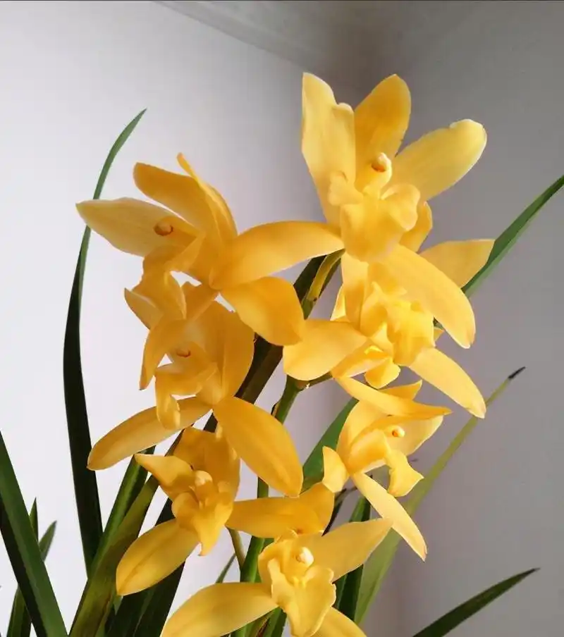 "黄金小神童"兰花 它属于建兰中最优秀的品种,它的花朵颜色非常显眼