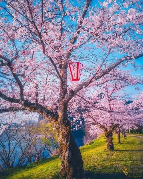 超级漂亮的樱花树,分享给大家