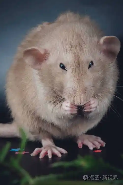 棕色老鼠洗鼻子