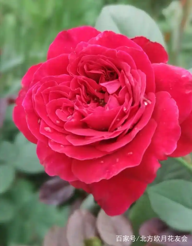 皇家胭脂是个夏季开花良好的优秀品种