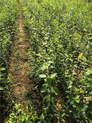 西梅苗西梅树苗亩产量多少斤,哪有西梅苗批发