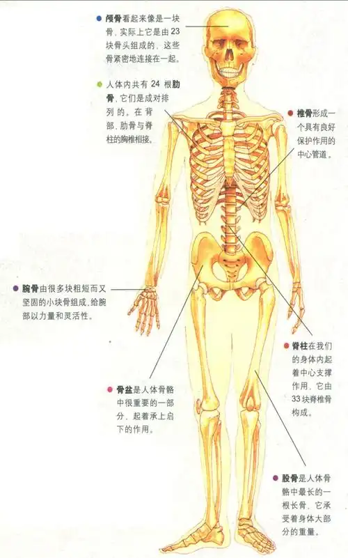 人体的支架骨骼