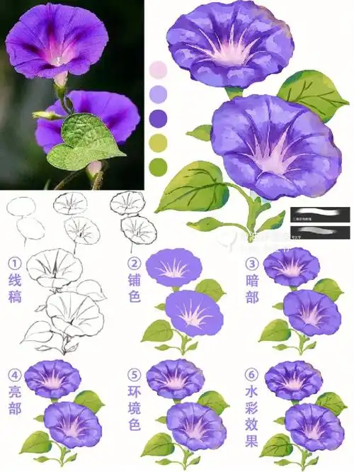 牵牛花画法|超详细|水彩插画