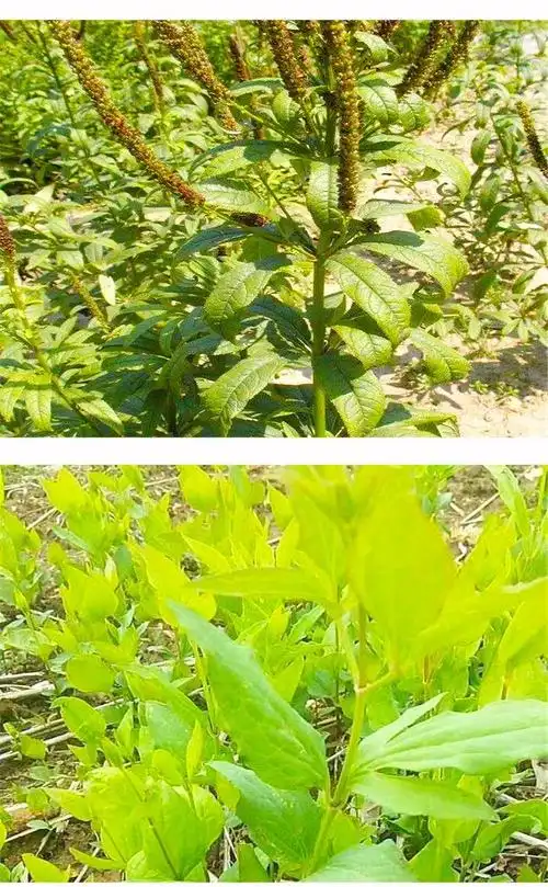 苍术苗 苍术种子 出售苍术种苗 大量现货批发