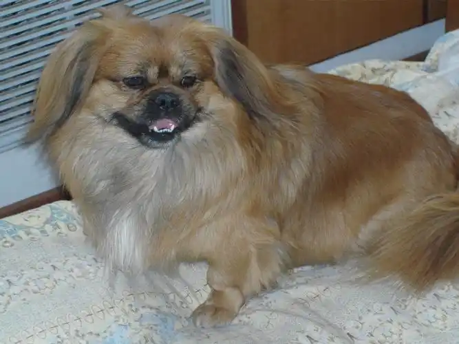 我家的京巴是纯种的吗?