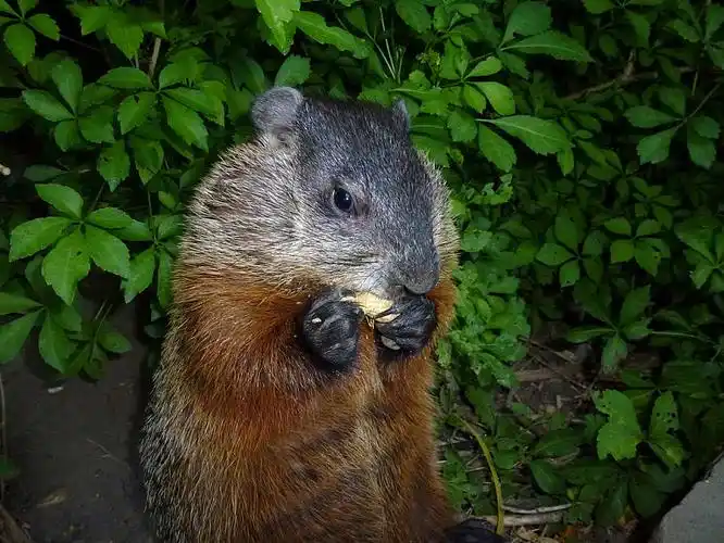 囊地鼠,吃,种子,坚果_高清图片_全景视觉
