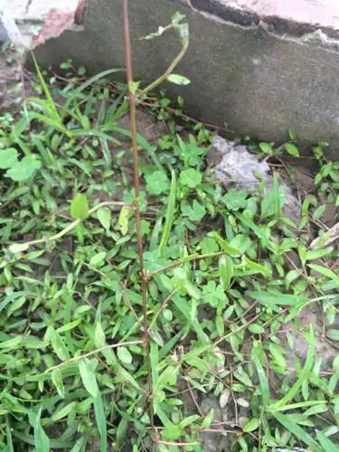 学名叫什么?地龙草?