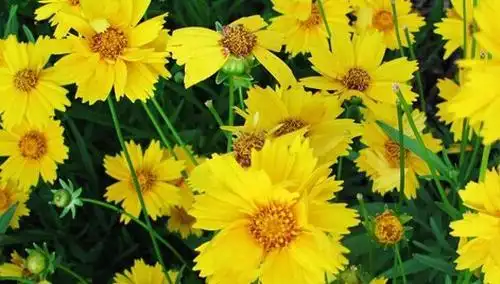 金鸡菊的功效与作用