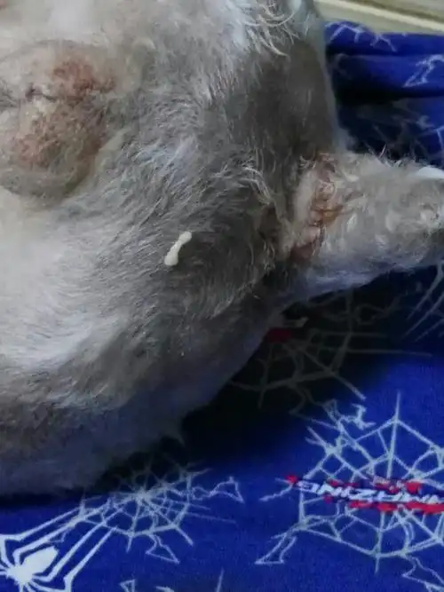 狗狗肛门有虫,请大神帮忙看看是怎么回事?