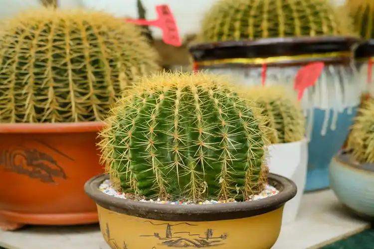 金琥怎么养有哪些注意事项