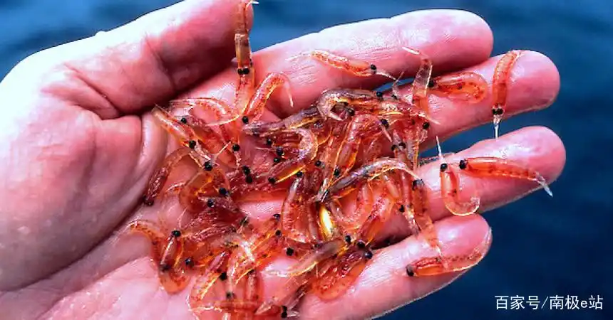 "地球最后一个蛋白库"—南极磷虾的美图