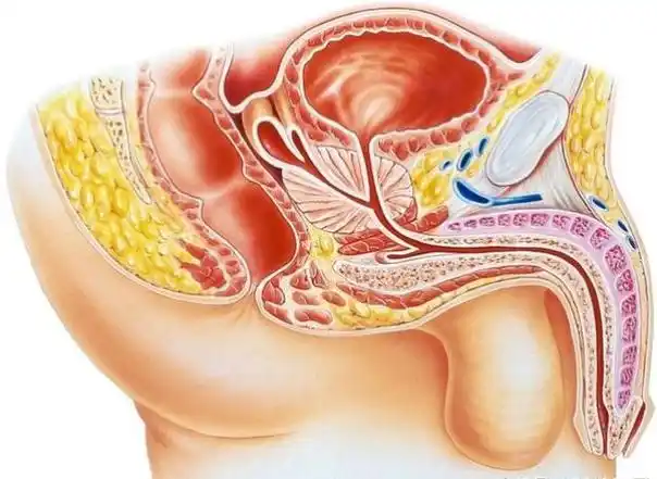 前列腺是男性特有的性腺器官.