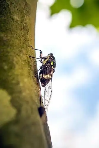 2020年8月1日,湖北省利川市,一只蝉飞落在树干上.cicphoto/王勇 摄