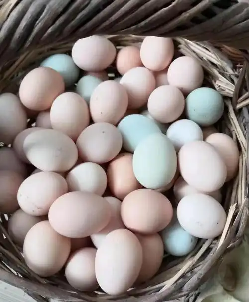 散养鸡 柴鸡蛋