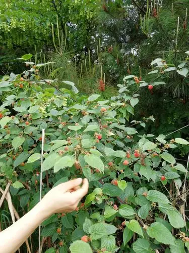 2018五一之际,树莓熟了,微马家人一同爬山摘树莓,有丰收的喜悦有惊喜