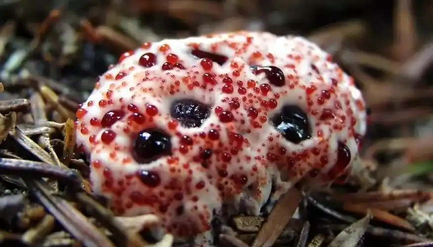 毒性最强的十种毒蘑菇(十大最危险毒蘑菇)(1)