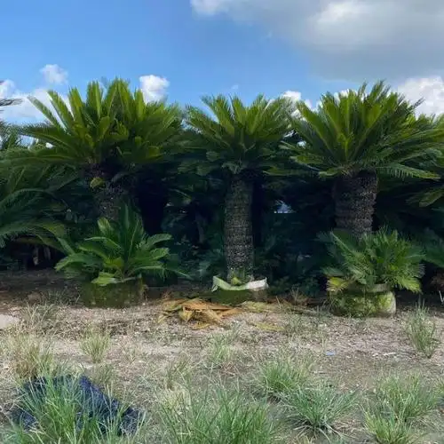 多头铁树盆景批发 地苗30-150厘米高杆规格齐全 - 爱企查