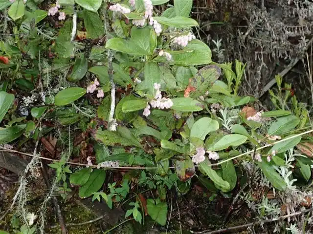 火炭果见过吗祛风湿止咳平喘主风湿咳嗽气喘胸膜炎