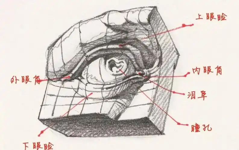 美术   #美术生集训   #美术联考   #美术艺考   #速写   #速写眼