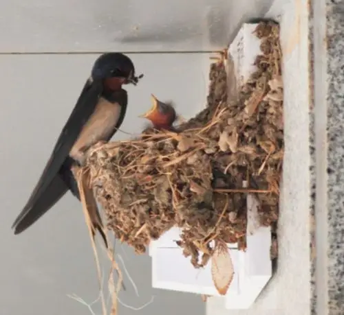 往墙上种个巢托春天就能长出一窝小燕子