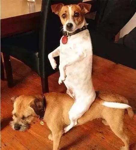 看看这些狗子们骑车老司机求带啊