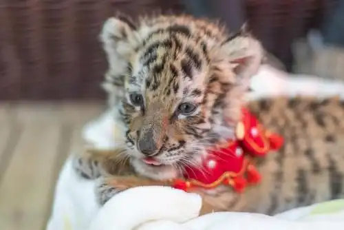 虎年新出生的东北虎幼崽